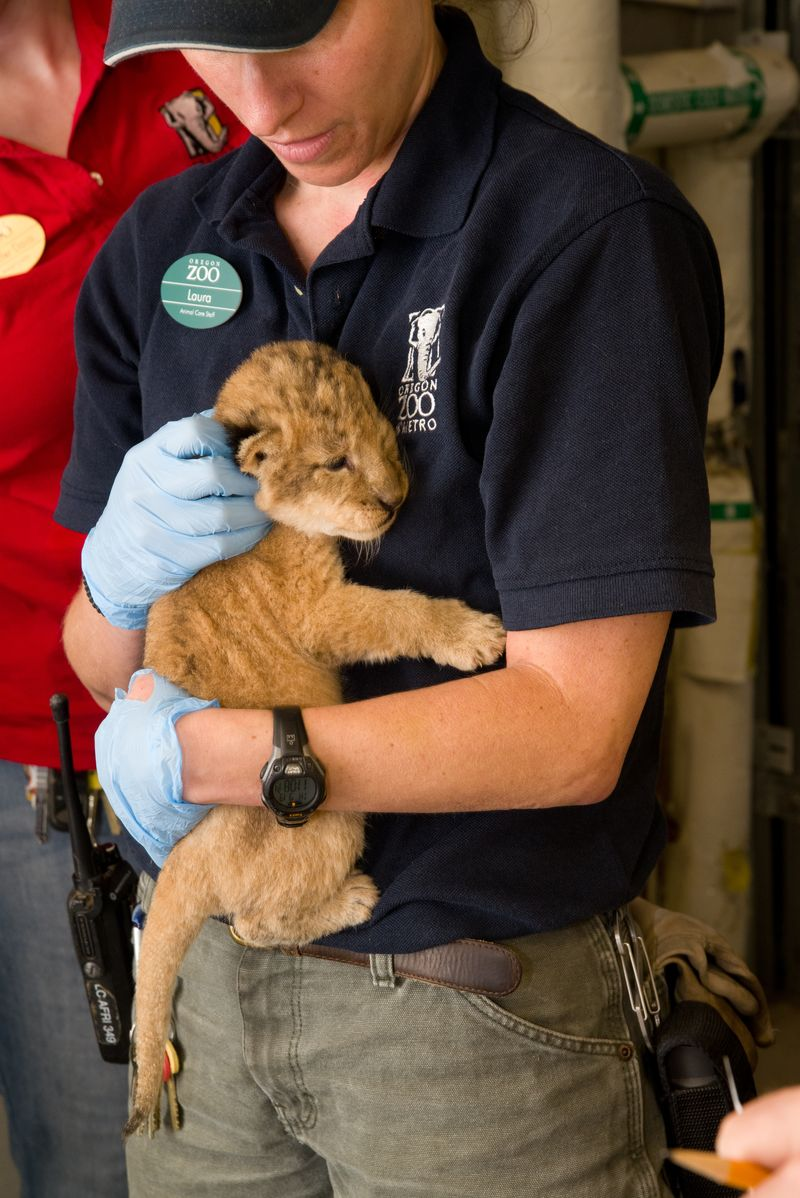 Illustration for article titled ZOMG BABY LIONS!!!